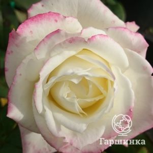 

Роза Атена чайно-гибридная, Топалович (лиц)