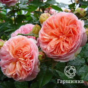 Роза Чипендейл чайно-гибридная, Топалович (лиц)