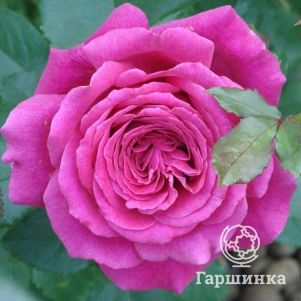 Роза Лолита Лемпика чайно-гибридная, Топалович (лиц)