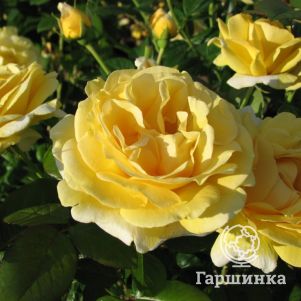 Роза Микеланджело чайно-гибридная, Top Roses