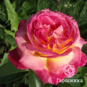 

Роза Пульман Ориент Экспресс чайно-гибридная, Top Roses