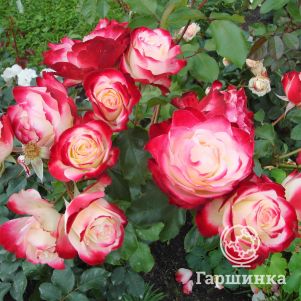 

Роза Жюбиле Принц де Монако флорибунда, Top Roses