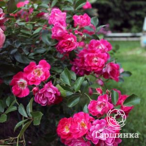 Роза Фуксия Мейяндекор почвопокровная, Top Roses