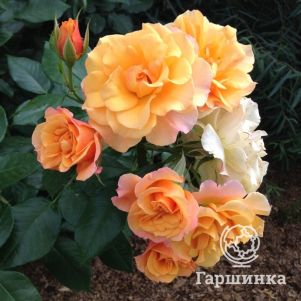 

Роза Текила кустарниковая, Top Roses
