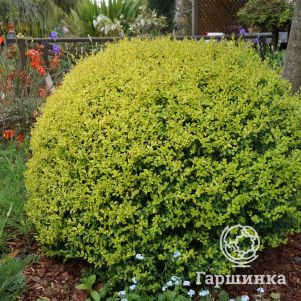 

Бирючина овальнолистная