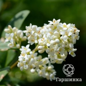 

Бирючина обыкновенная