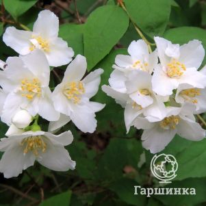 

Чубушник Лемоней