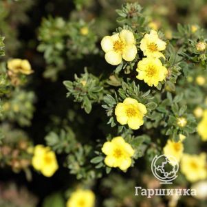 

Лапчатка кустарниковая Элизабет