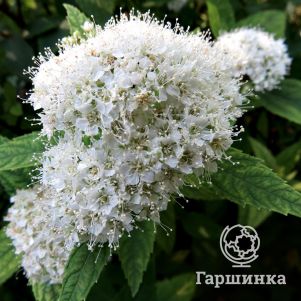 

Спирея японская Альбифлора