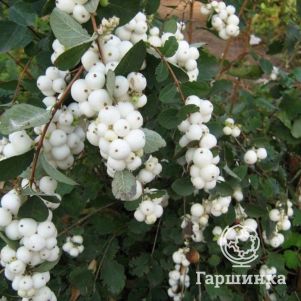 

Снежноягодник Вайт Хедж