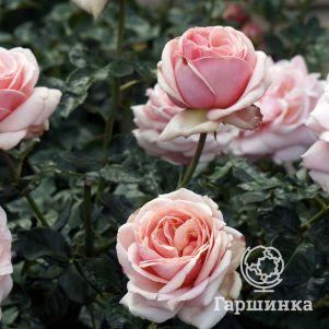 

Роза Афродита чайно-гибридная, Тантау (лиц)