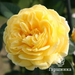 

Роза Инка флорибунда, Тантау (лиц)