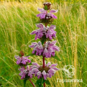 

Зопник клубненосный