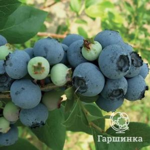Голубика Блюджей