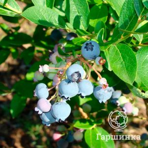 

Голубика Шантеклер