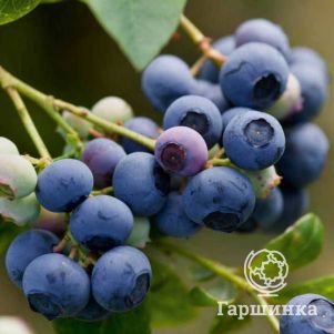 

Голубика Эрлиблу