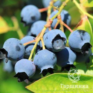 

Голубика Элизабет