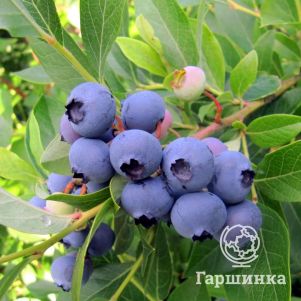 

Голубика Патриот