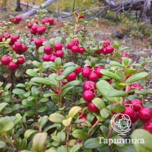 

Брусника Руно Белявски