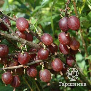 

Крыжовник Олави