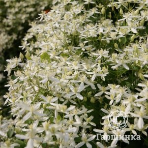 

Клематис (Ломонос трехцветковый) Тернифлора мелкоцветковый (2-3)