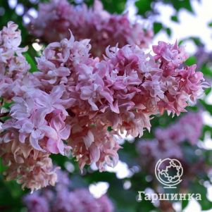 

Сирень Олимпиада Колесникова