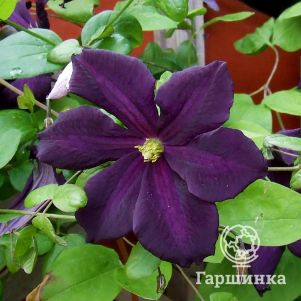 

Клематис Романтика крупноцветковый (3)