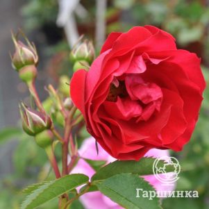 Роза Аделаида Худлесс шраб, Топалович (лиц)