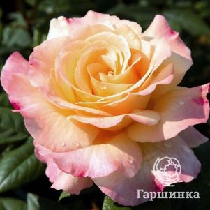 

Роза Акварель чайно-гибридная, Топалович (лиц)