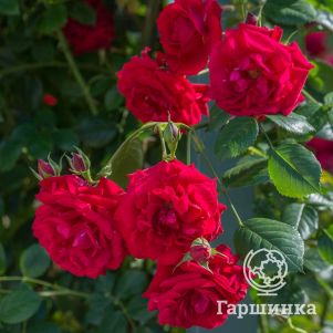 

Роза Байкал плетистая, Топалович (лиц)