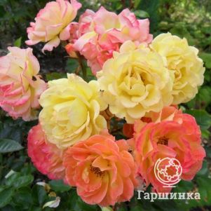 

Роза Бесси почвопокровная, Топалович (лиц)