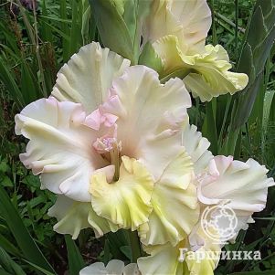 

Гладиолус Летний сад