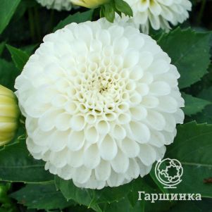 

Георгина Сноу Кап шаровидная