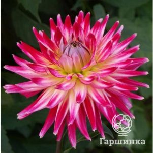 

Георгина Электрик Флеш кактусовидная