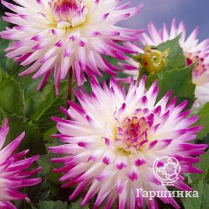 

Георгина Хейли Джейн кактусовидная