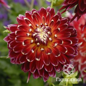 

Георгина Акита декоративная