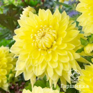 

Георгина Бильбао (МАКСИ) декоративная