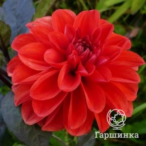 

Георгина Эллен Хьюстон бордюрная