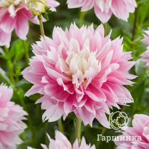 

Георгина Эвана декоративная