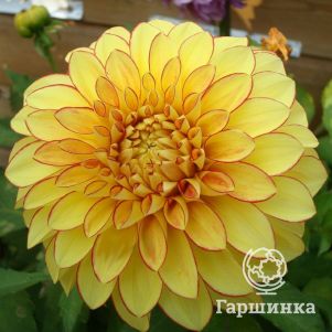 

Георгина Лейк Онтарио декоративная