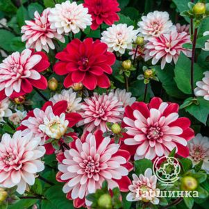 

Георгина Пацифик Тайм декоративная