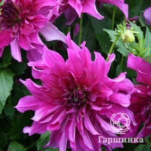 

Георгина Пурпл Тайхейо (МАКСИ) декоративная