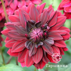 

Георгина Сэм Хопкинс декоративная