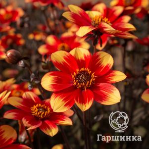 

Георгина Делегрия Биколор бордюрная