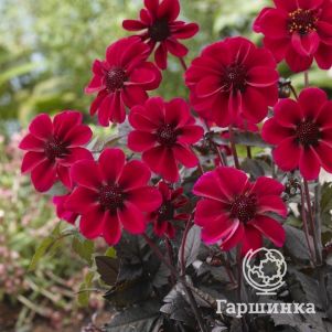 

Георгина Дракула бордюрная