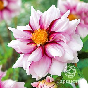 

Георгина Эдж оф Джой бордюрная