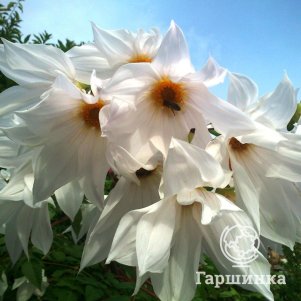 

Георгина Империалис Вайт гигантская