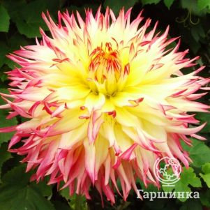 

Георгина Капроз Жозефина бахромчатая