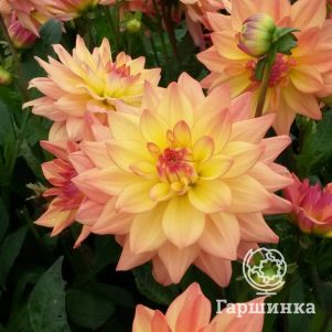 

Георгина Мелоди Дора бордюрная