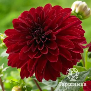 

Георгина Мелоди Мамбо бордюрная